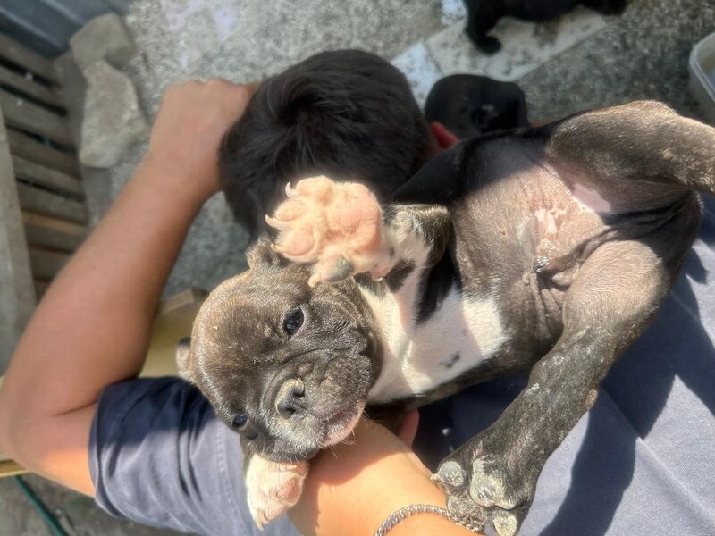 Pui bulldog francez.
