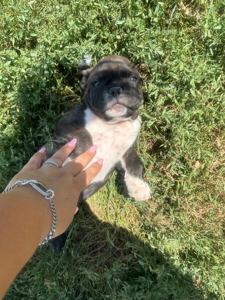 Pui bulldog francez.