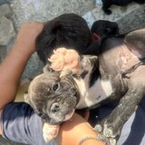 Pui bulldog francez
